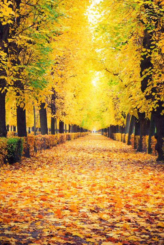 Fall Leaves