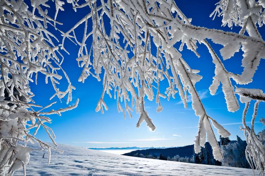 Winter Branch