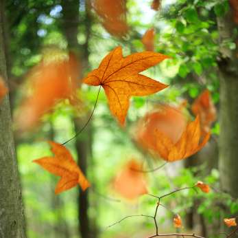 iStock_000009691088XSmall