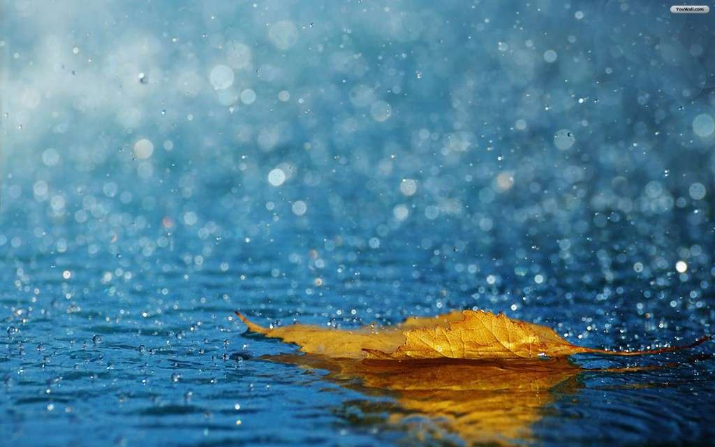 leaf-rain_173305